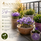 🌹Saffron Bulbs—Gold in the Flower Bulbs🌹🔥Buy 4 Get 4 Free Bulbs🔥