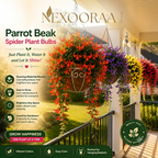 🪴🦜PARROTBEAK SPIDER PLANT BULBS - 🔥 BLOOMS FOR UP TO 300 DAYS A YEAR! 🦜Buy 6 Get 6 Free Bulbs🦜