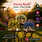 🪴🦜PARROTBEAK SPIDER PLANT BULBS - 🔥 BLOOMS FOR UP TO 300 DAYS A YEAR! 🦜Buy 6 Get 6 Free Bulbs🦜