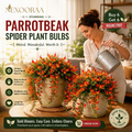 🪴🦜PARROTBEAK SPIDER PLANT BULBS - 🔥 BLOOMS FOR UP TO 300 DAYS A YEAR! 🦜Buy 6 Get 6 Free Bulbs🦜