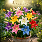 🌺COLORFUL PERFUME LILY BULBS—FRESH AND SWEET | 🔥Buy 6 Get 6 Free Bulbs🔥