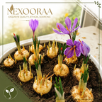🌹Saffron Bulbs—Gold in the Flower Bulbs🌹🔥Buy 4 Get 4 Free Bulbs🔥