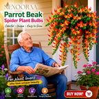 🪴🦜PARROTBEAK SPIDER PLANT BULBS - 🔥 BLOOMS FOR UP TO 300 DAYS A YEAR! 🦜Buy 6 Get 6 Free Bulbs🦜