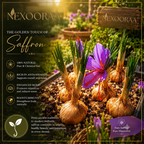 🌹Saffron Bulbs—Gold in the Flower Bulbs🌹🔥Buy 4 Get 4 Free Bulbs🔥