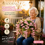 🪴🦜PARROTBEAK SPIDER PLANT BULBS - 🔥 BLOOMS FOR UP TO 300 DAYS A YEAR! 🦜Buy 6 Get 6 Free Bulbs🦜