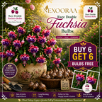 🌸 Rare Double Fuchsia Bulbs – Beautiful Shade-Loving Flowering Plants🔥Buy 6 Get 6 Free Bulbs🔥