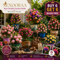🌸 Rare Double Fuchsia Bulbs – Beautiful Shade-Loving Flowering Plants🔥Buy 6 Get 6 Free Bulbs🔥
