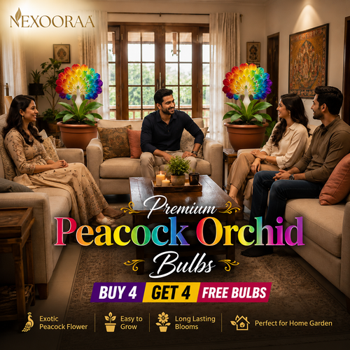 💠 “THE QUEEN OF FRAGRANT BLOOMS — PEACOCK ORCHID BULBS FOR PURE GARDEN LUXURY”🌸Buy 4 Get 4 Free Bulbs🌸