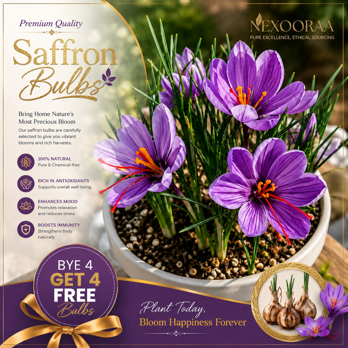 🌹Saffron Bulbs—Gold in the Flower Bulbs🌹🔥Buy 4 Get 4 Free Bulbs🔥