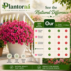 🔥Last Day 50% OFF🔥UV Resistant Artificial Petunias Flowers Bulbs🌸 Buy 6 Get 6 Free Bulbs🌸