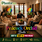 💠 “THE QUEEN OF FRAGRANT BLOOMS — PEACOCK ORCHID BULBS FOR PURE GARDEN LUXURY”🌸Buy 4 Get 4 Free Bulbs🌸