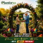 💠 “THE QUEEN OF FRAGRANT BLOOMS — PEACOCK ORCHID BULBS FOR PURE GARDEN LUXURY”🌸Buy 4 Get 4 Free Bulbs🌸