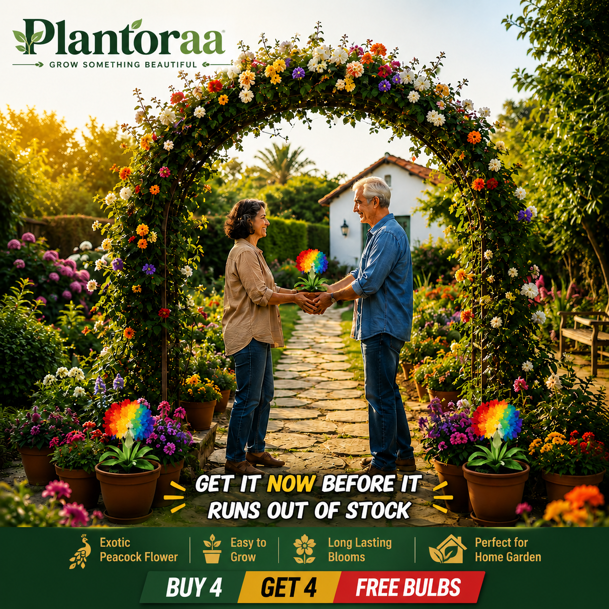 💠 “THE QUEEN OF FRAGRANT BLOOMS — PEACOCK ORCHID BULBS FOR PURE GARDEN LUXURY”🌸Buy 4 Get 4 Free Bulbs🌸