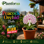💠 “THE QUEEN OF FRAGRANT BLOOMS — PEACOCK ORCHID BULBS FOR PURE GARDEN LUXURY”🌸Buy 4 Get 4 Free Bulbs🌸
