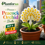 💠 “THE QUEEN OF FRAGRANT BLOOMS — PEACOCK ORCHID BULBS FOR PURE GARDEN LUXURY”🌸Buy 4 Get 4 Free Bulbs🌸
