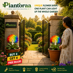💠 “THE QUEEN OF FRAGRANT BLOOMS — PEACOCK ORCHID BULBS FOR PURE GARDEN LUXURY”🌸Buy 4 Get 4 Free Bulbs🌸