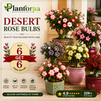 🥰HOT SALE 49% OFF🥰 🌵🌺DESERT ROSE BULBS🔥Buy 6 Get 6 Free Bulbs🔥