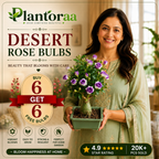 🥰HOT SALE 49% OFF🥰 🌵🌺DESERT ROSE BULBS🔥Buy 6 Get 6 Free Bulbs🔥
