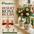 🥰HOT SALE 49% OFF🥰 🌵🌺DESERT ROSE BULBS🔥Buy 6 Get 6 Free Bulbs🔥