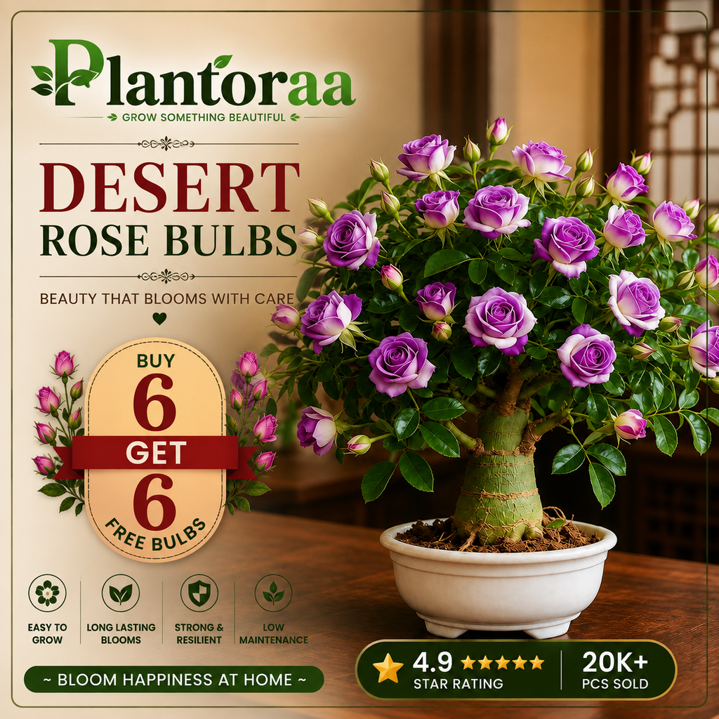 🥰HOT SALE 49% OFF🥰 🌵🌺DESERT ROSE BULBS🔥Buy 6 Get 6 Free Bulbs🔥