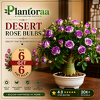 🥰HOT SALE 49% OFF🥰 🌵🌺DESERT ROSE BULBS🔥Buy 6 Get 6 Free Bulbs🔥