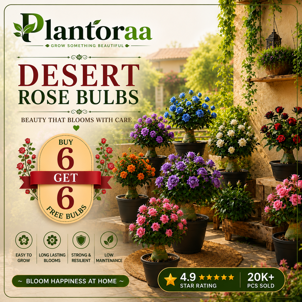 🥰HOT SALE 49% OFF🥰 🌵🌺DESERT ROSE BULBS🔥Buy 6 Get 6 Free Bulbs🔥